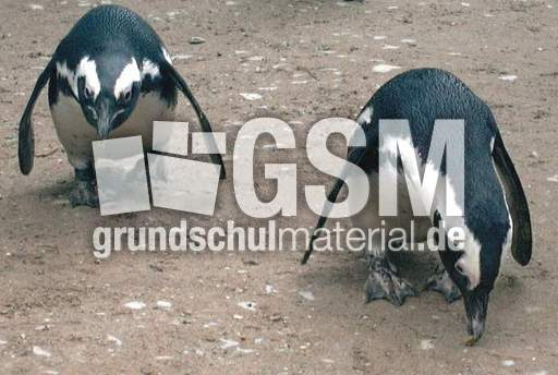 Brillenpinguine-8.jpg
